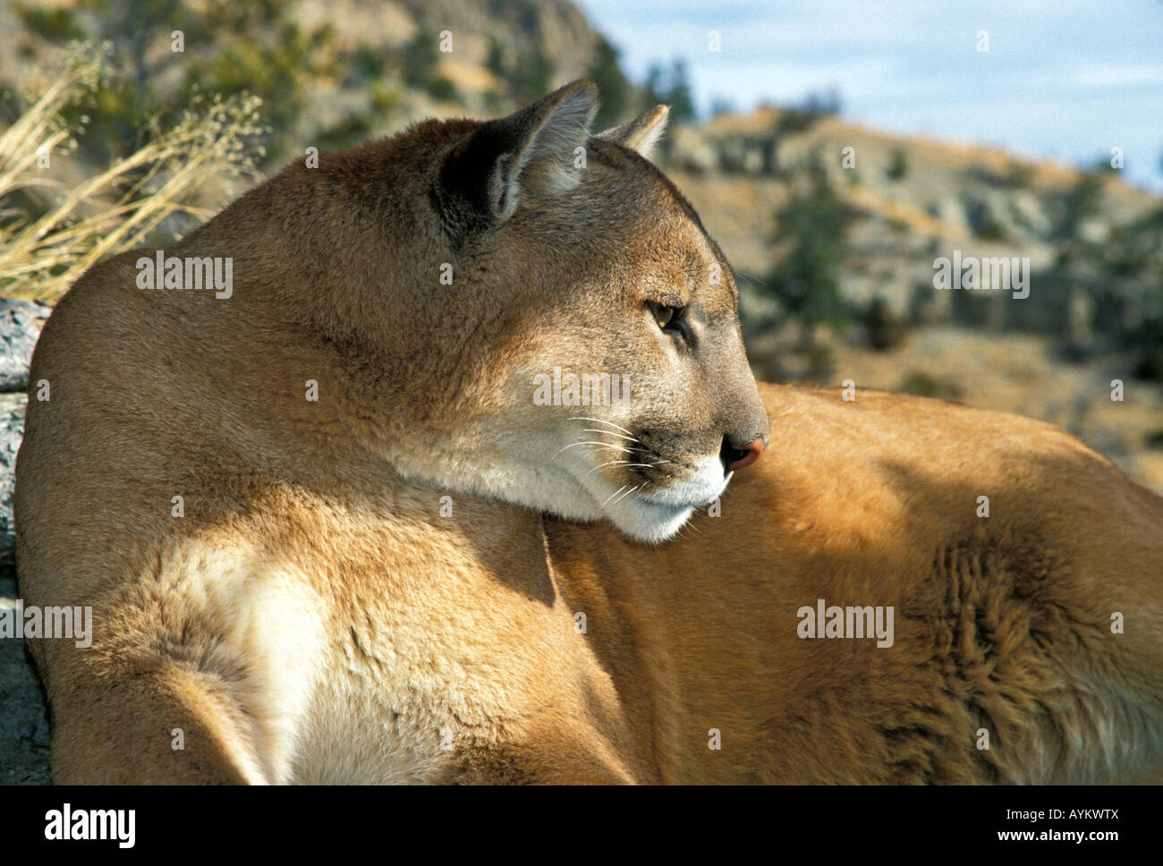 Adult male cougar puma concolr hi-res stock photography and images - Alamy