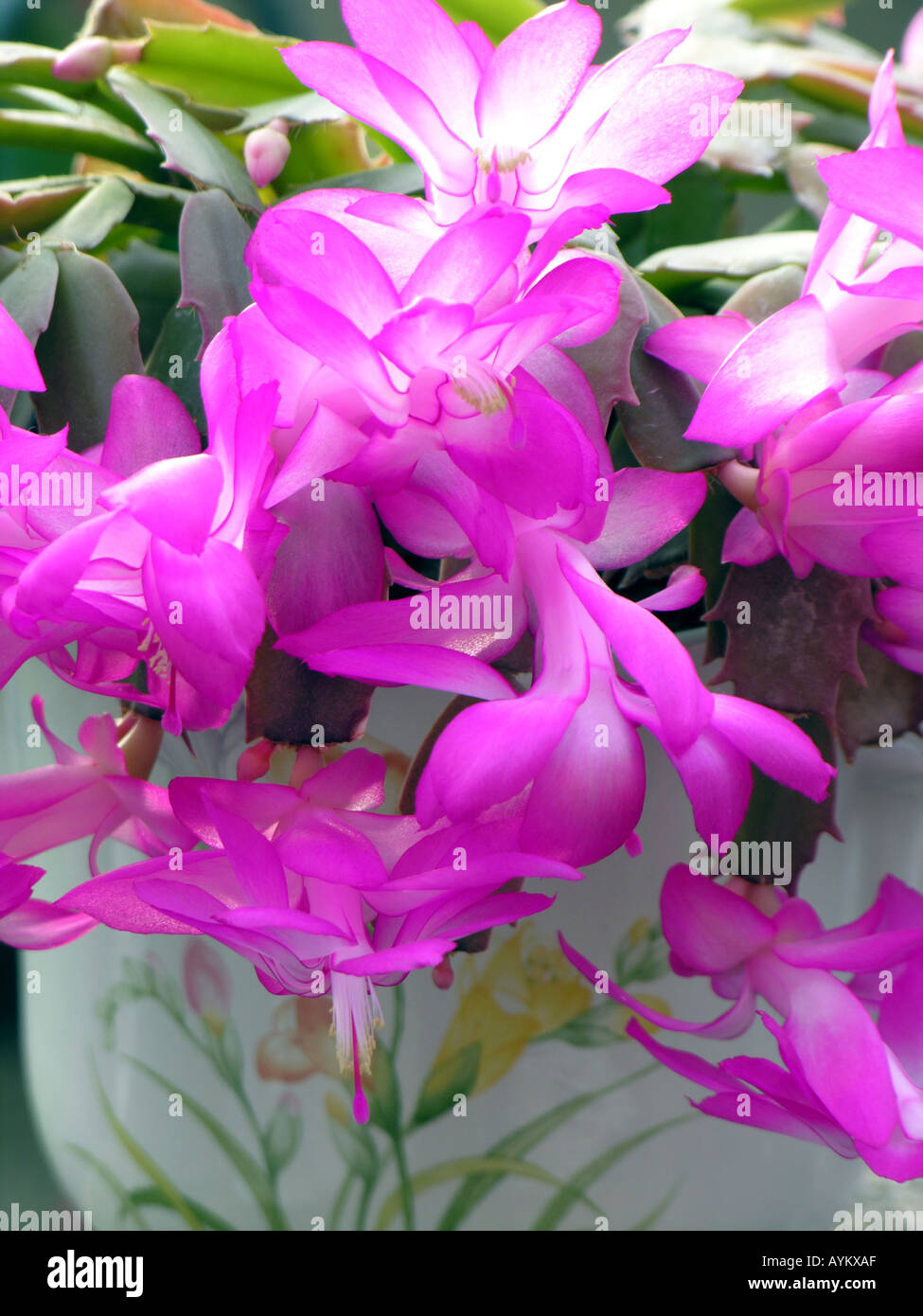 SCHLUMBERGERA. CHRISTMAS CACTUS Stock Photo Alamy