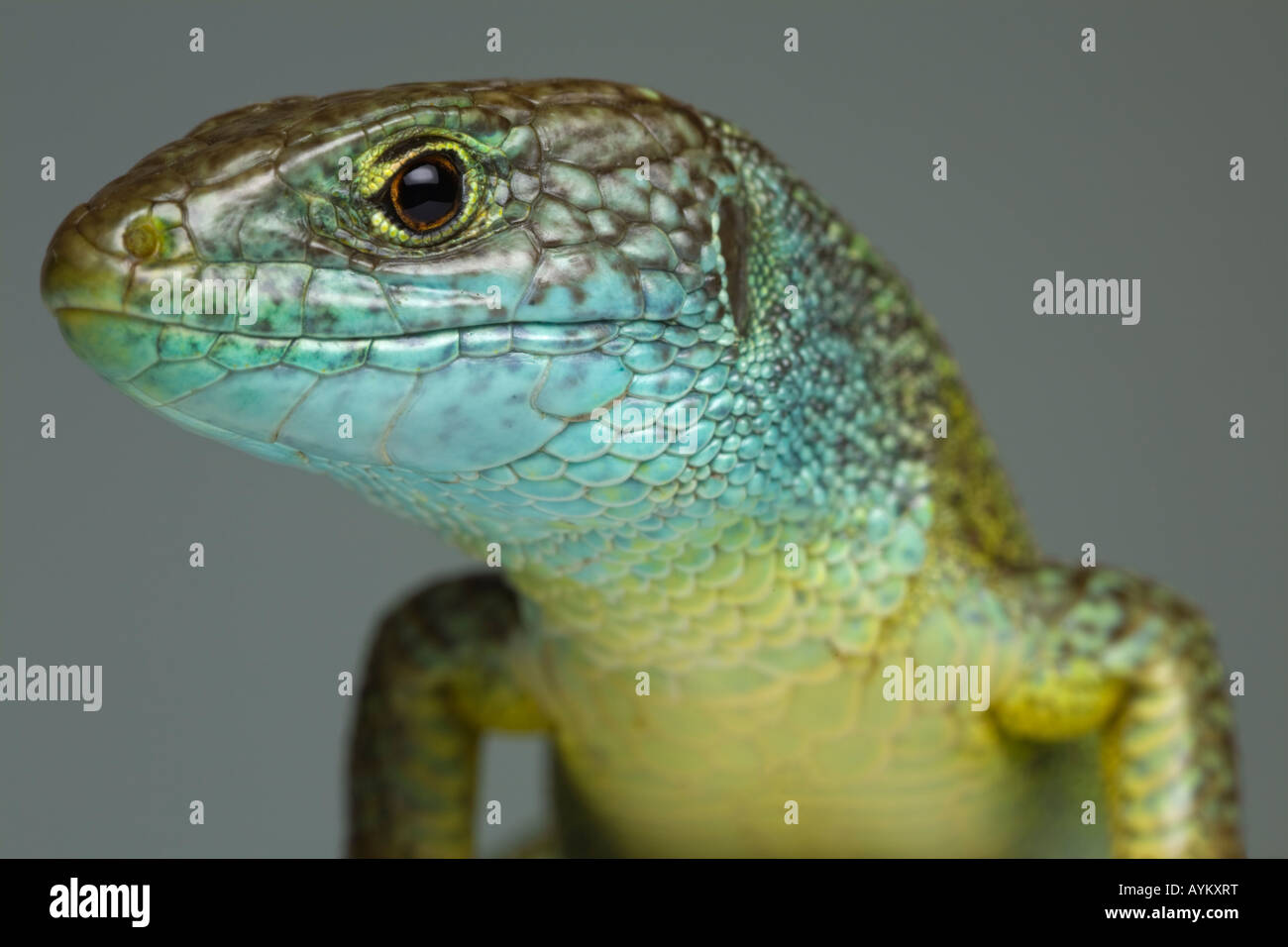 A photograph of a green male lizard (Lacerta viridis bilineata) taken in the studio. Portrait en studio d'un lézard vert mâle. Stock Photo