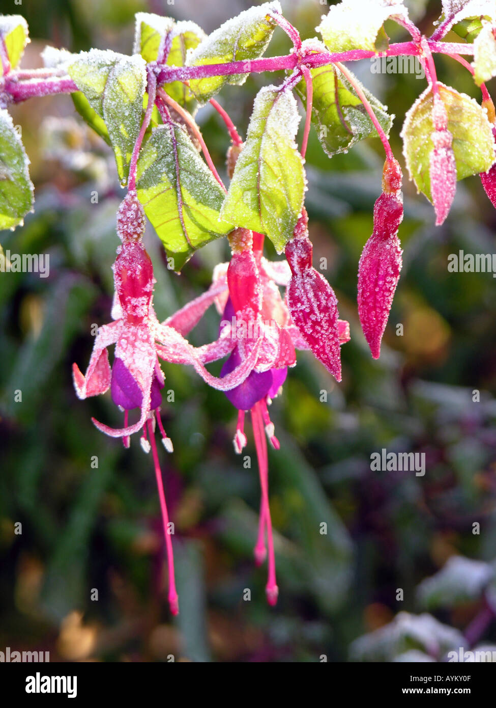 Fuchsia plant winter hires stock photography and images Alamy