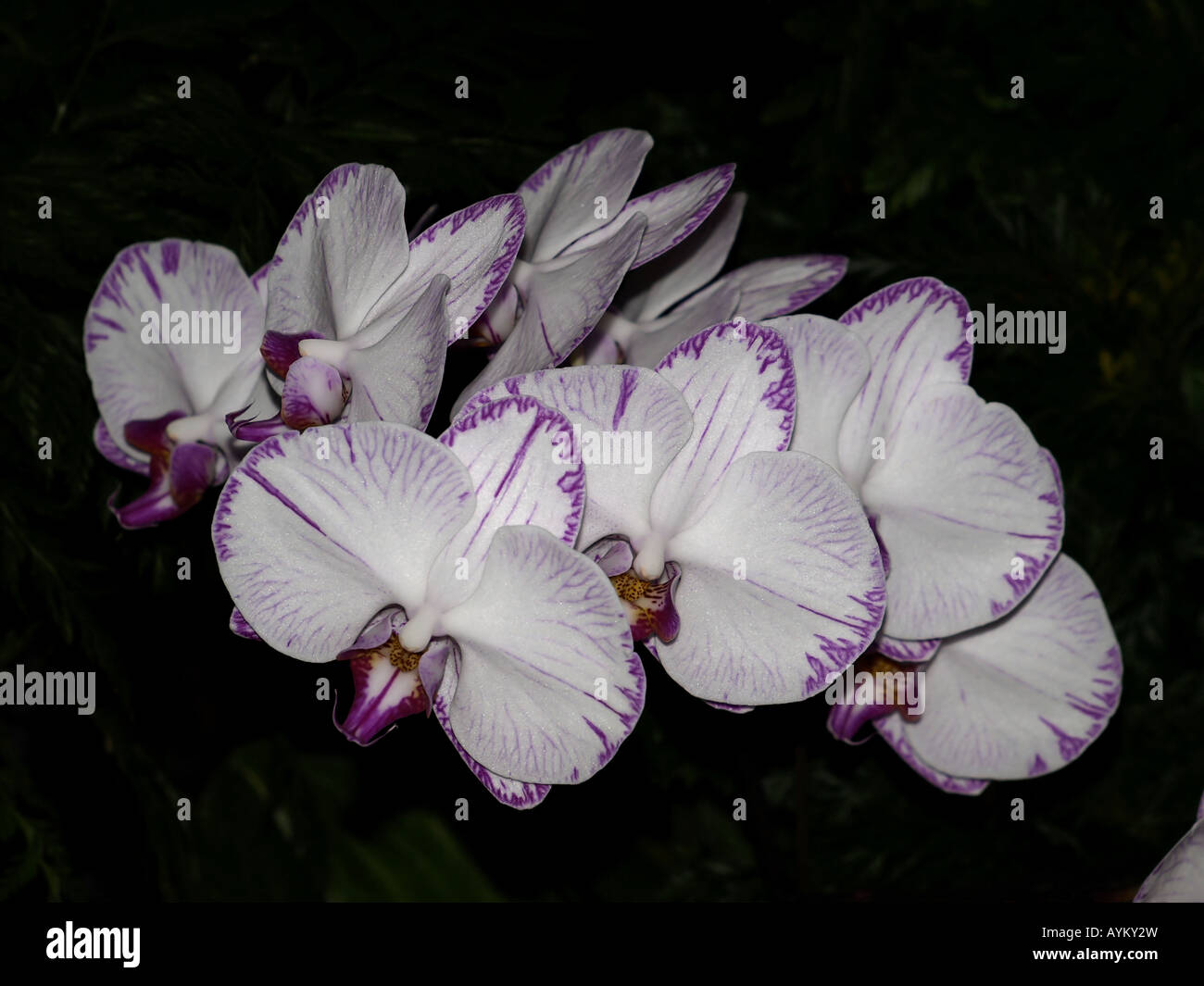 Purple dots hires stock photography and images Alamy