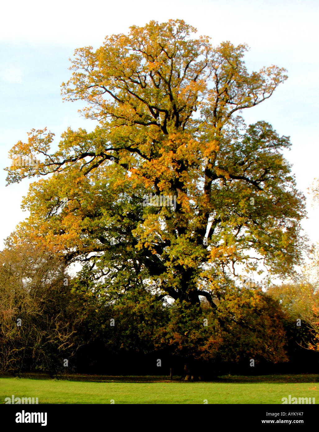 Old english oak in autumn leaves hi-res stock photography and images ...