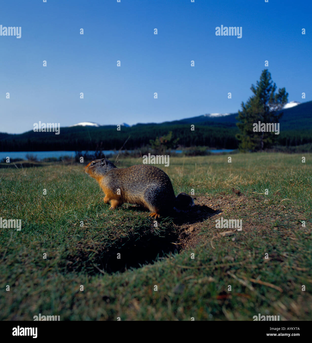 ground squirrel, Rocky Mountains,  Canada. Photo by Willy Matheisl Stock Photo