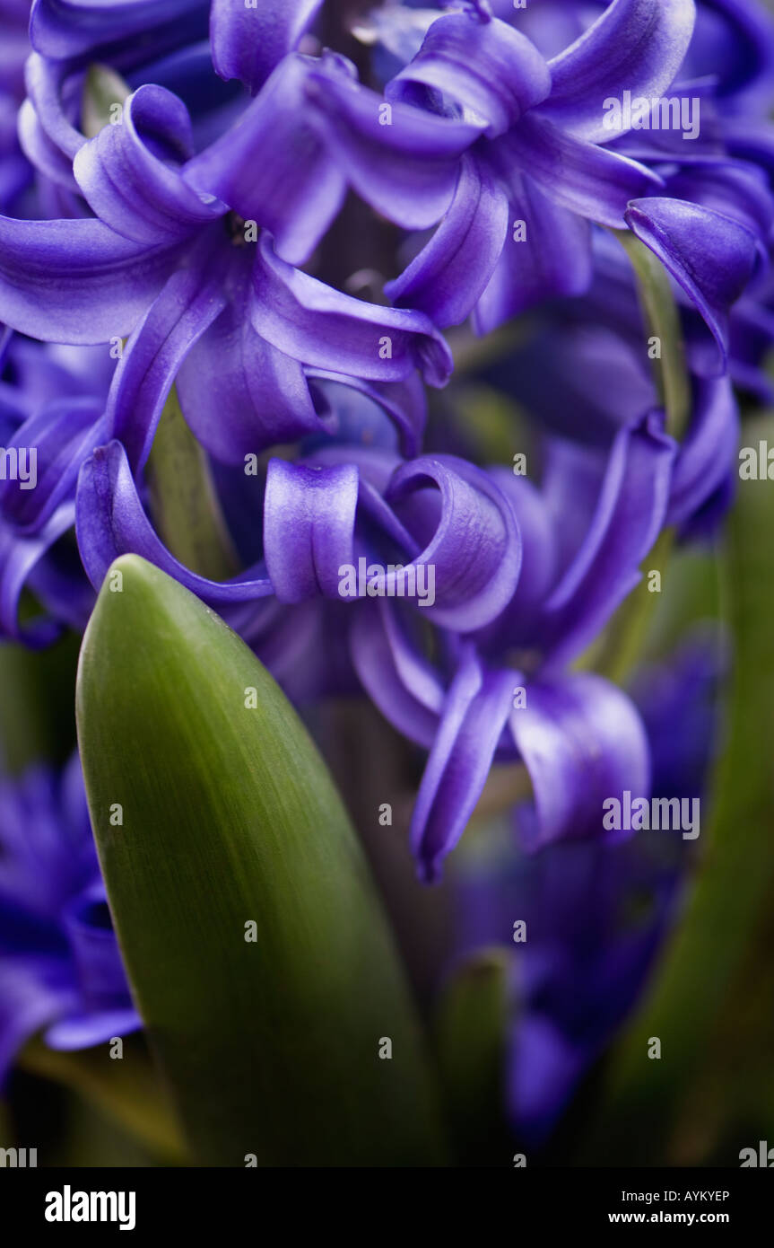 Hyacinth, spring bloom Stock Photo