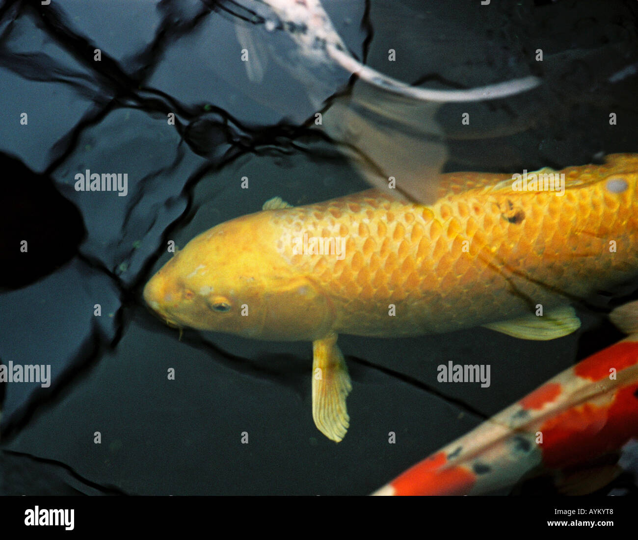 coy carp fish in pond Stock Photo - Alamy