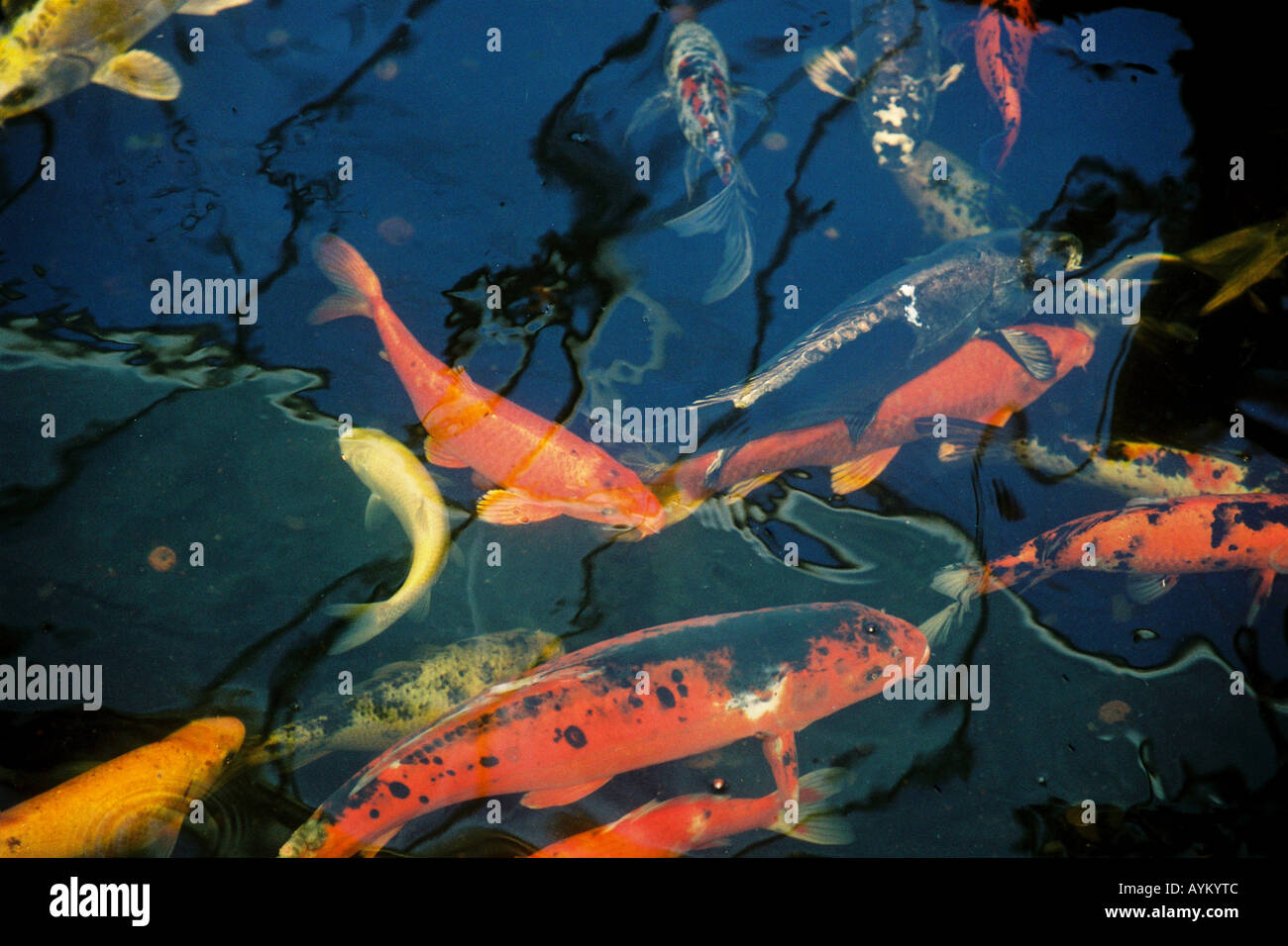 Coy carp hires stock photography and images Alamy