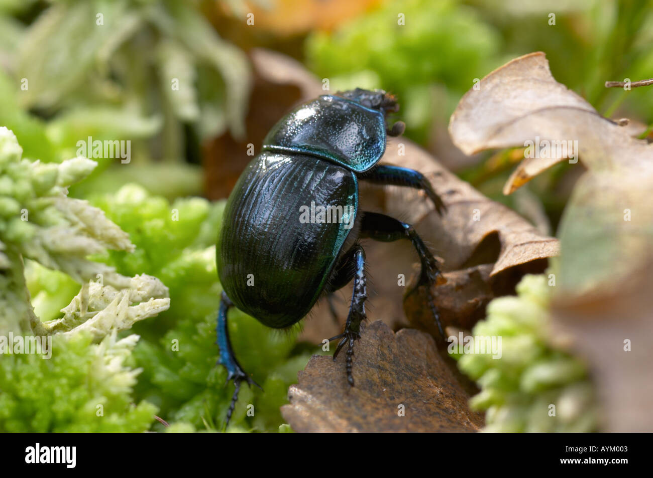 Common Dor Beetle Geotrupes stercorarius clambering over woodland floor Stock Photo
