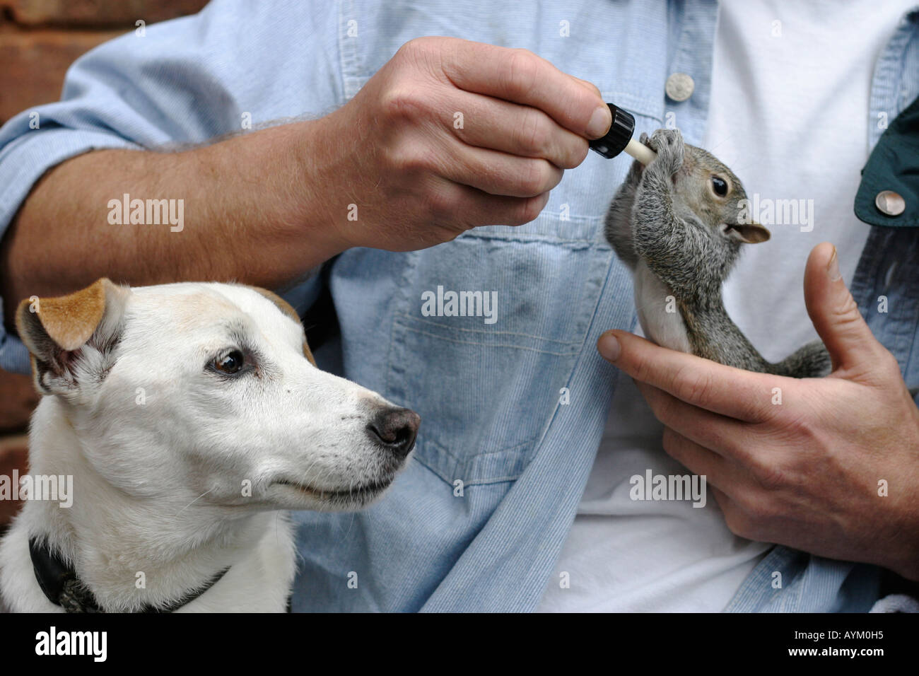 Hand rearing a baby Grey squirrel. Stock Photo