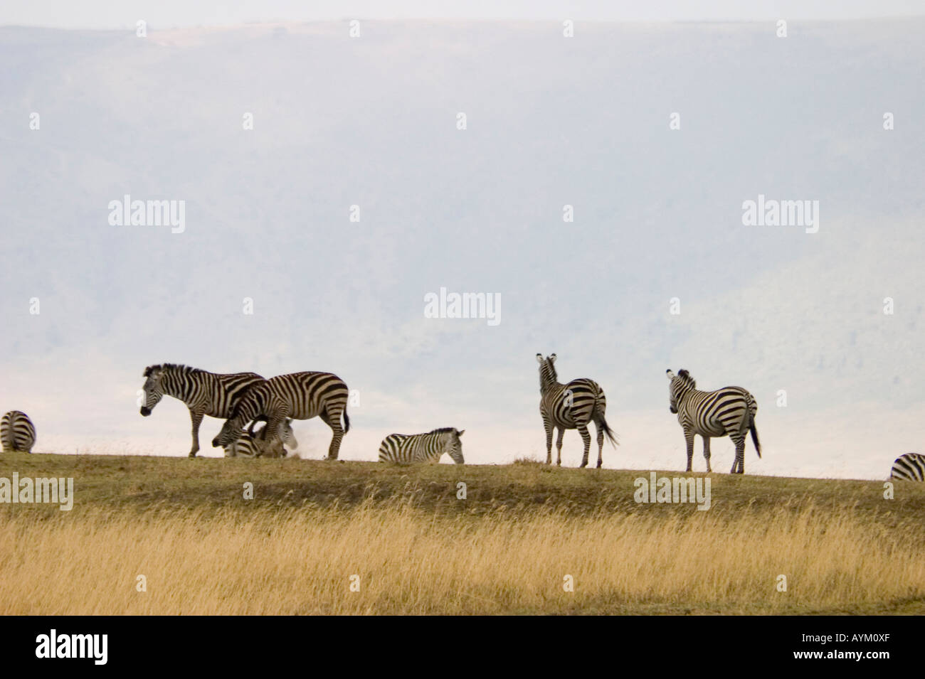 A herd of zebra stand silhouetted against the wall of Ngorongoro Crater in Tanzania Stock Photo