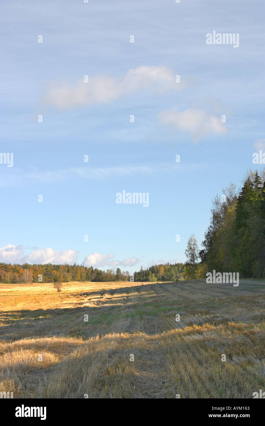 Forest near a reaped field, Kirkkonummi, Finland Stock Photo