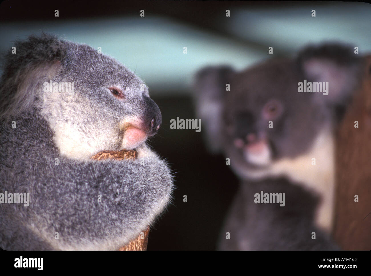 Two Koala bears in Australia appear to be having a disagreement  Stock Photo