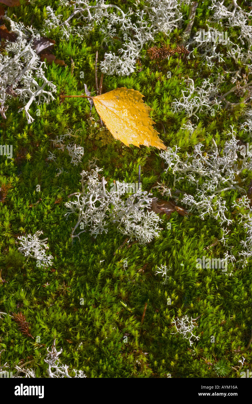 Yellow birch leaf on a bedding of moss and lichen, Kirkkonummi, Finland Stock Photo
