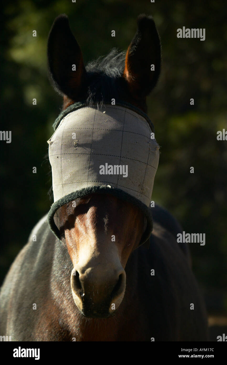 Blindfolded horse hi-res stock photography and images - Alamy