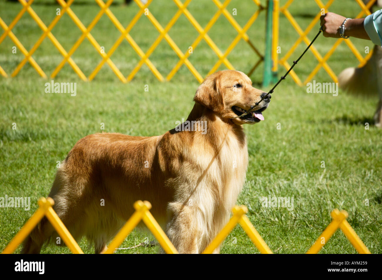 Golden Retriever at a dog show Stock Photo Alamy