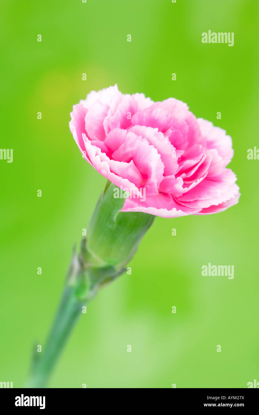 a pink carnation on green background Stock Photo - Alamy