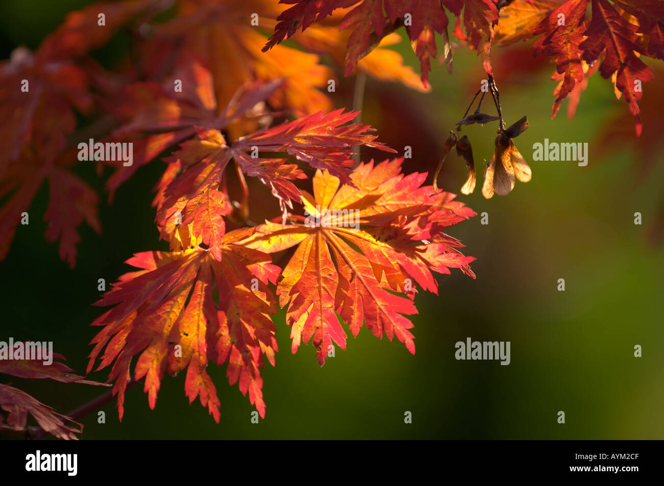 Japanese maple autumn fire hi-res stock photography and images - Alamy