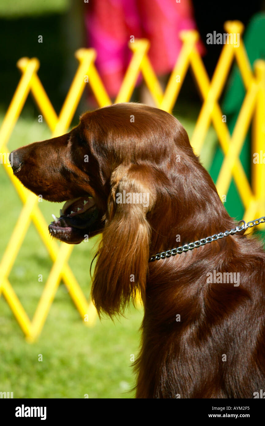 A real indendant dog the French Poddle Stock Photo