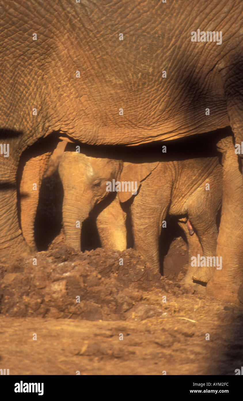 Elephant Loxodonta africana Stock Photo