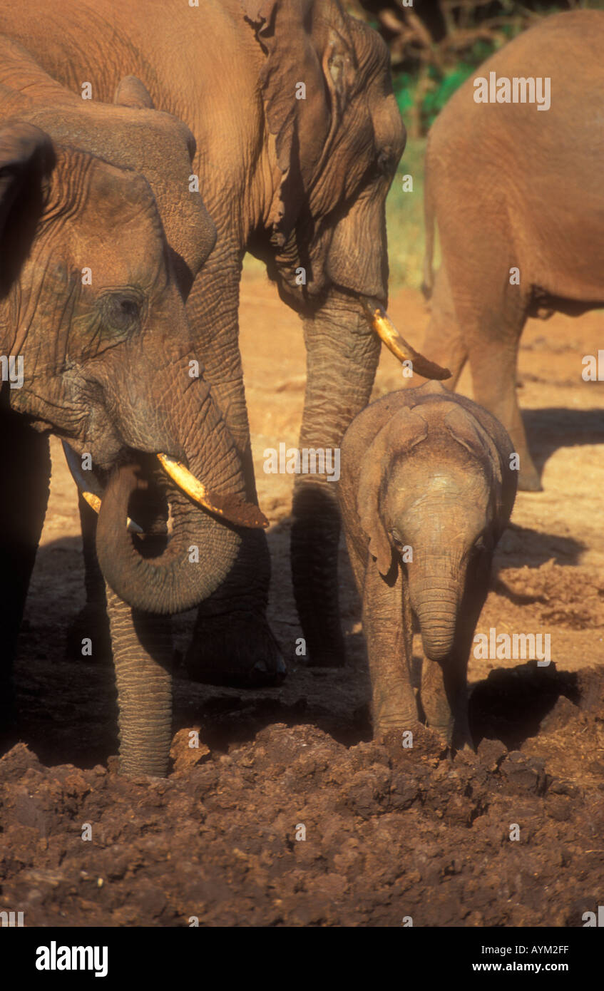 Elephant Loxodonta africana Stock Photo