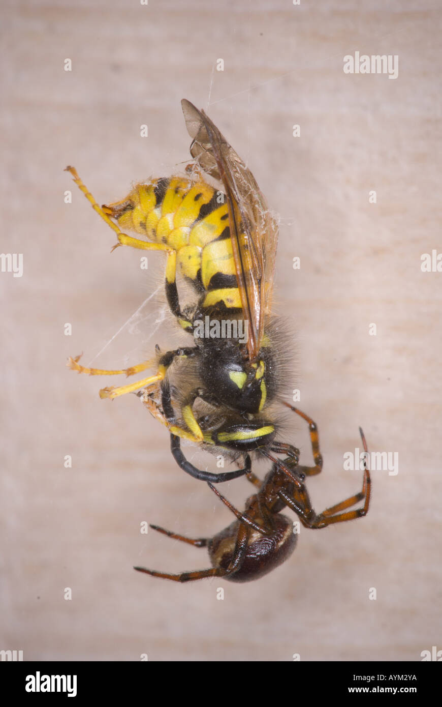 A small house spider snares and subdues a large wasp as its prey on a window shutter Scotland UK Stock Photo