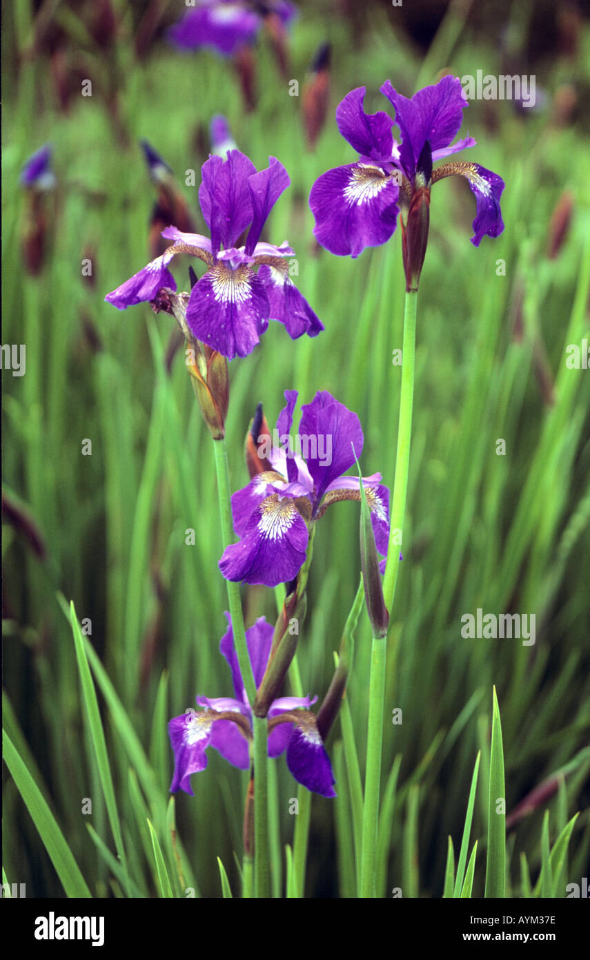 Iris Flower Iris setosa Stock Photo Alamy