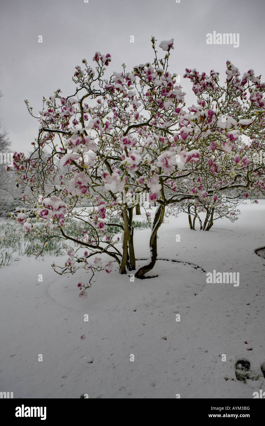 Magnolia Tree In Snow Stock Photo - Alamy