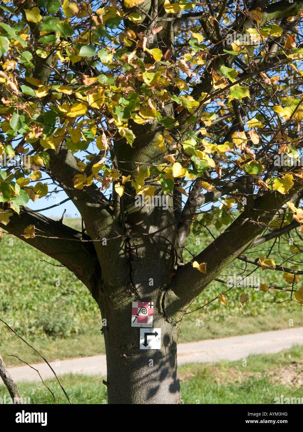 trecking route sign guidepost at a tree at the pilgrim route of Saint ...