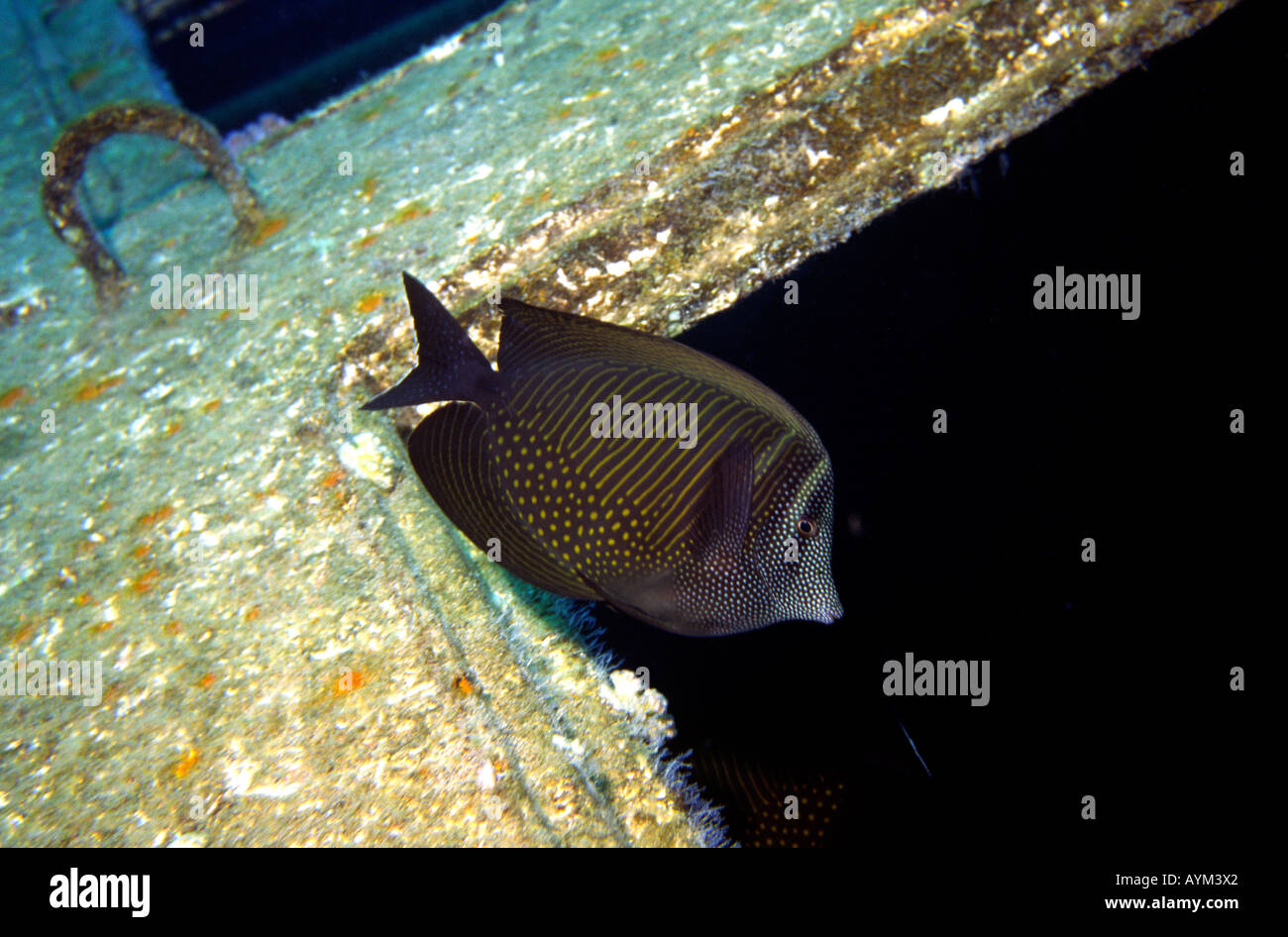 Egypt Red Sea Sailfin Tang Zebrasoma veliferum Stock Photo ...