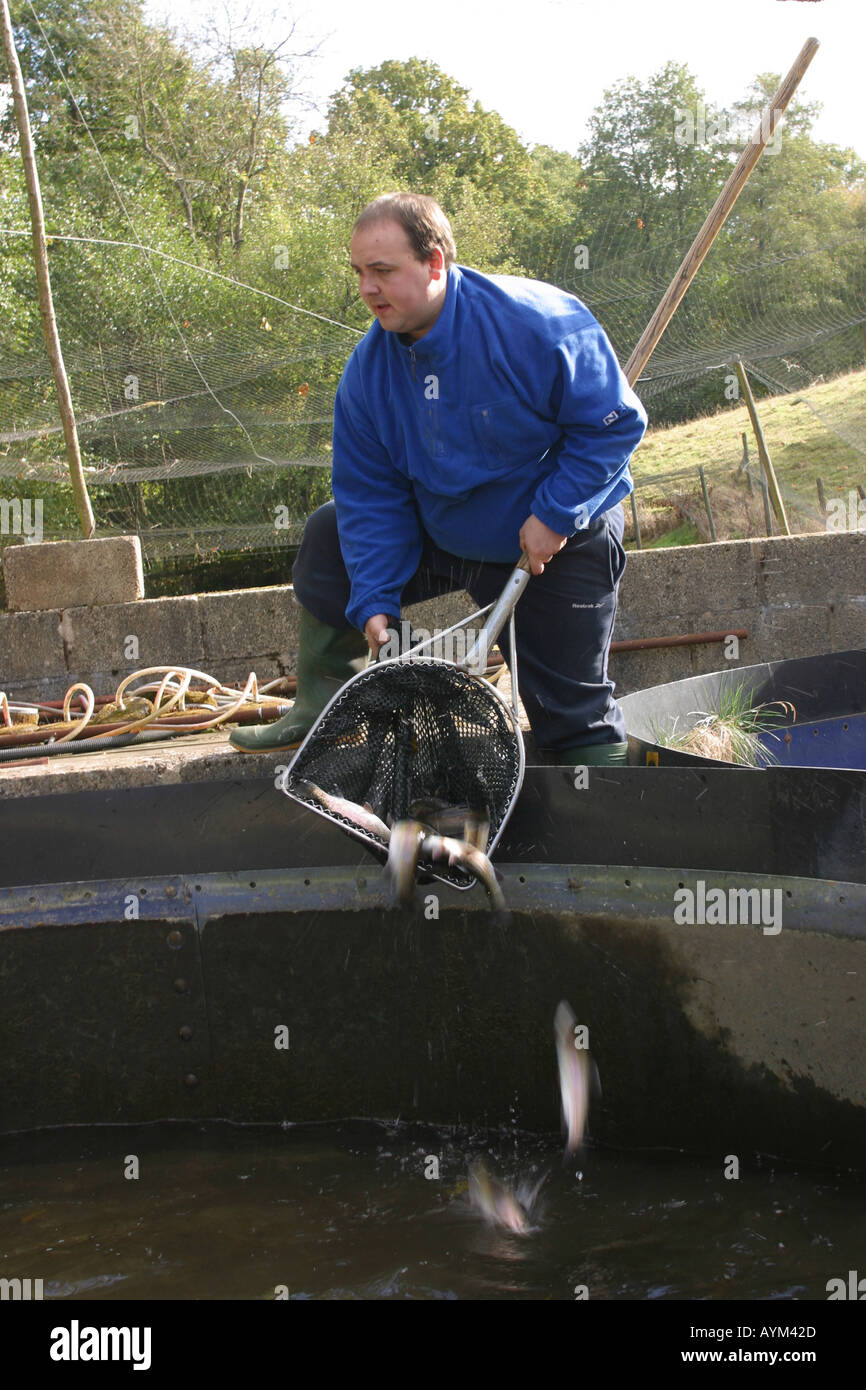 catching rainbow trout at a trout farm Stock Photo Alamy