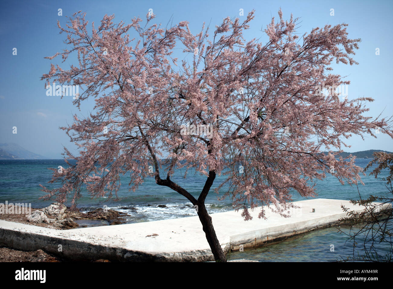 Tamarisk tree by the shores of the Adriatic Sea Croatia Stock Photo
