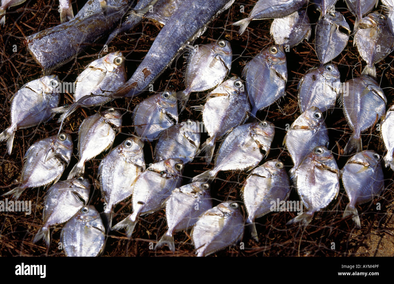 India Tamil Nadu Mahabalipuram food small fish laid out to dry Stock