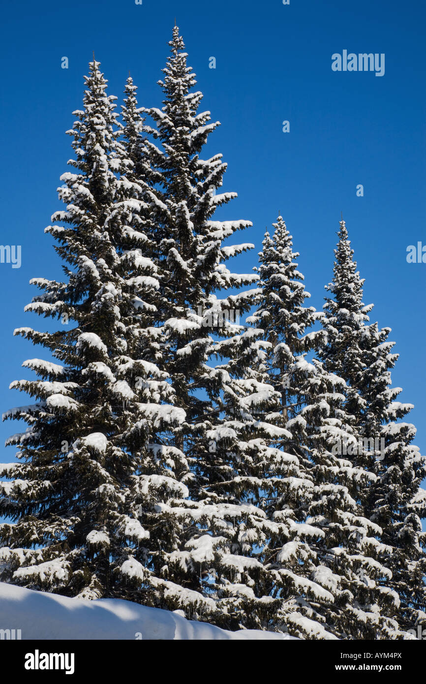 Snow fir trees hi-res stock photography and images - Alamy