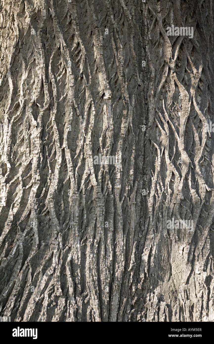 The bole of a hundred-year-old chesnut tree (Castanea sativa). Tronc de châtaignier (Castanea sativa) centenaire. Stock Photo