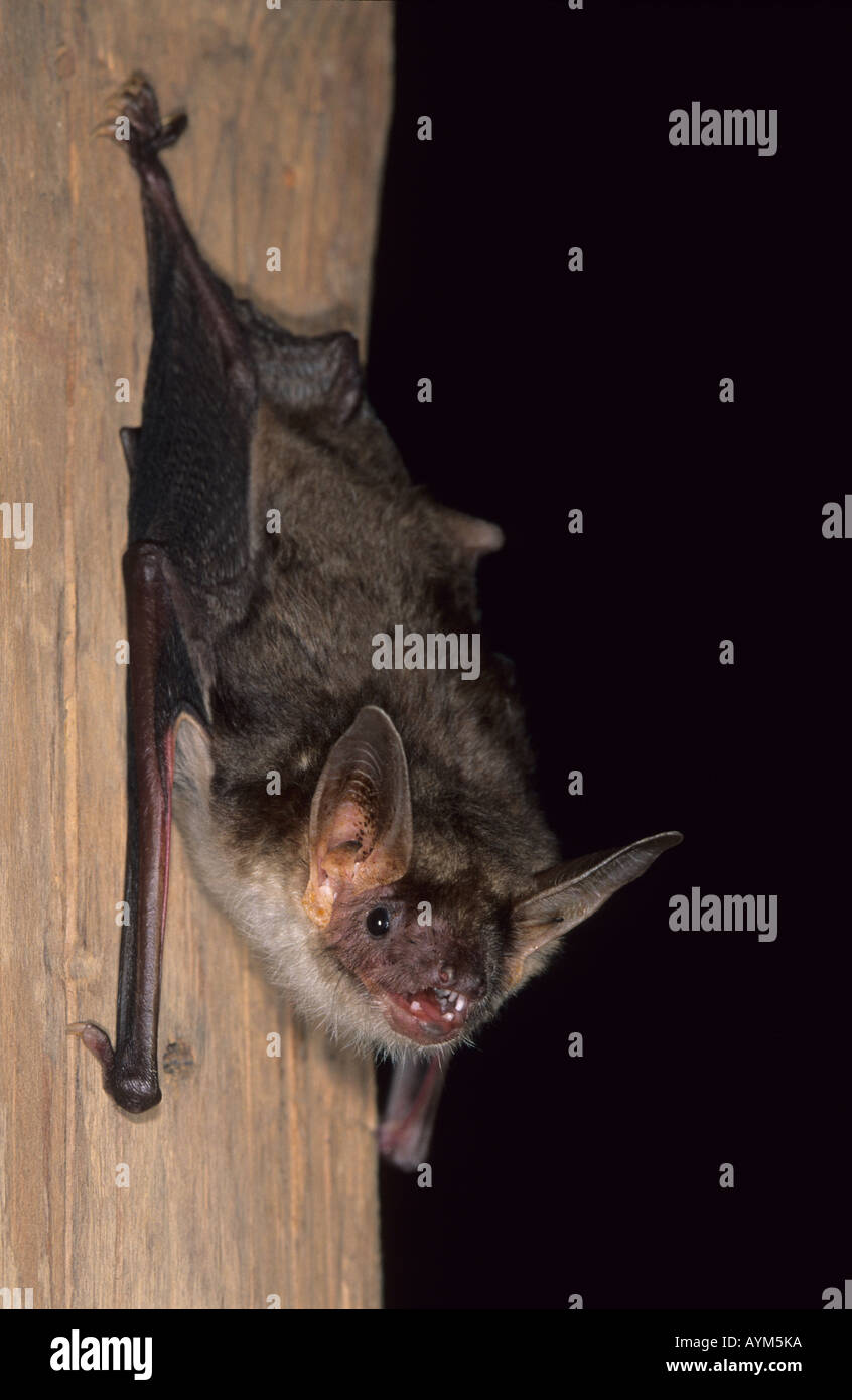 Greater Mouseeared Bat Stock Photo Alamy