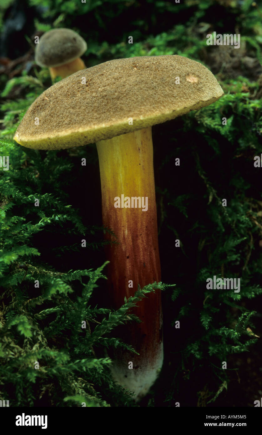 Red Cracked Bolete Stock Photo Alamy
