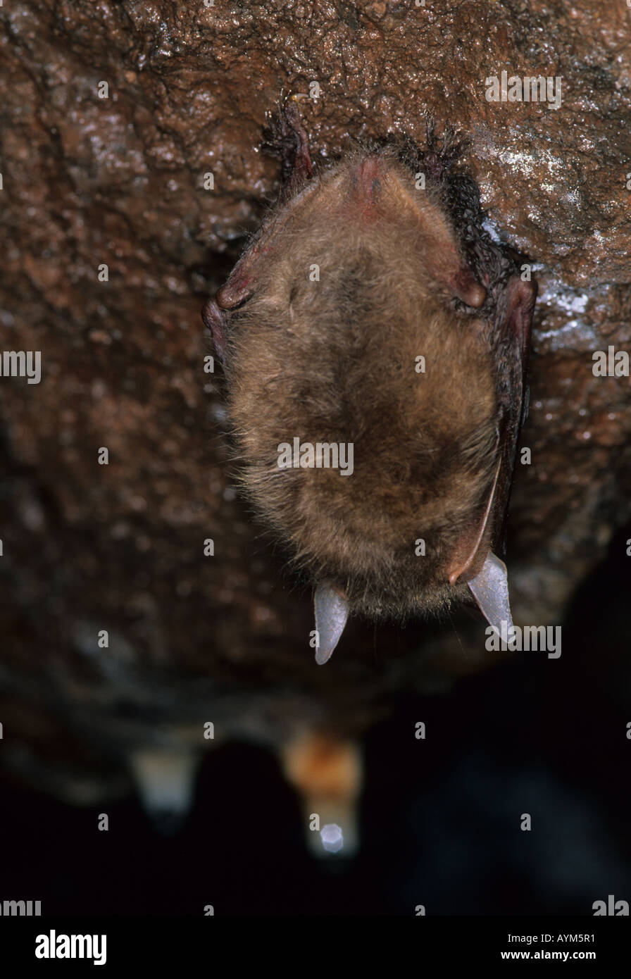 Hibernating Brown Longeared Bat 2 Stock Photo Alamy