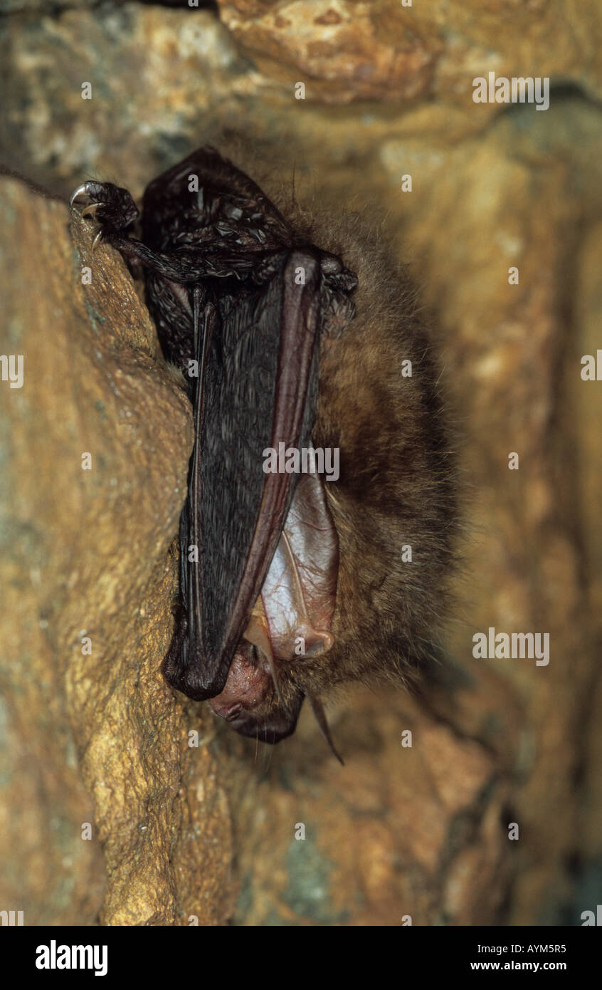 Hibernating Brown Longeared Bat Stock Photo 9792564 Alamy