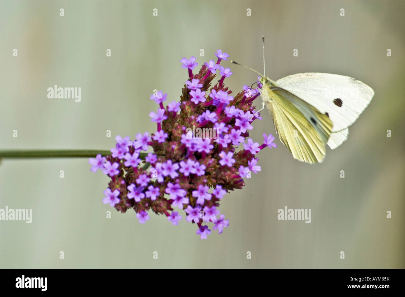 white butterfly sitting on a pink flower Stock Photo - Alamy