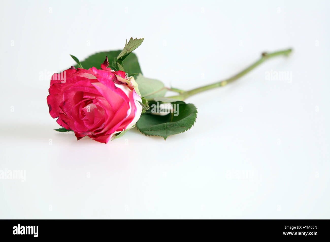 Single pink Rose Stock Photo Alamy