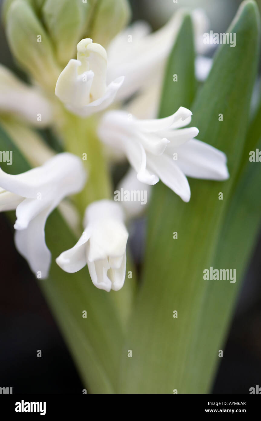 Hyacinth, spring bloom Stock Photo Alamy