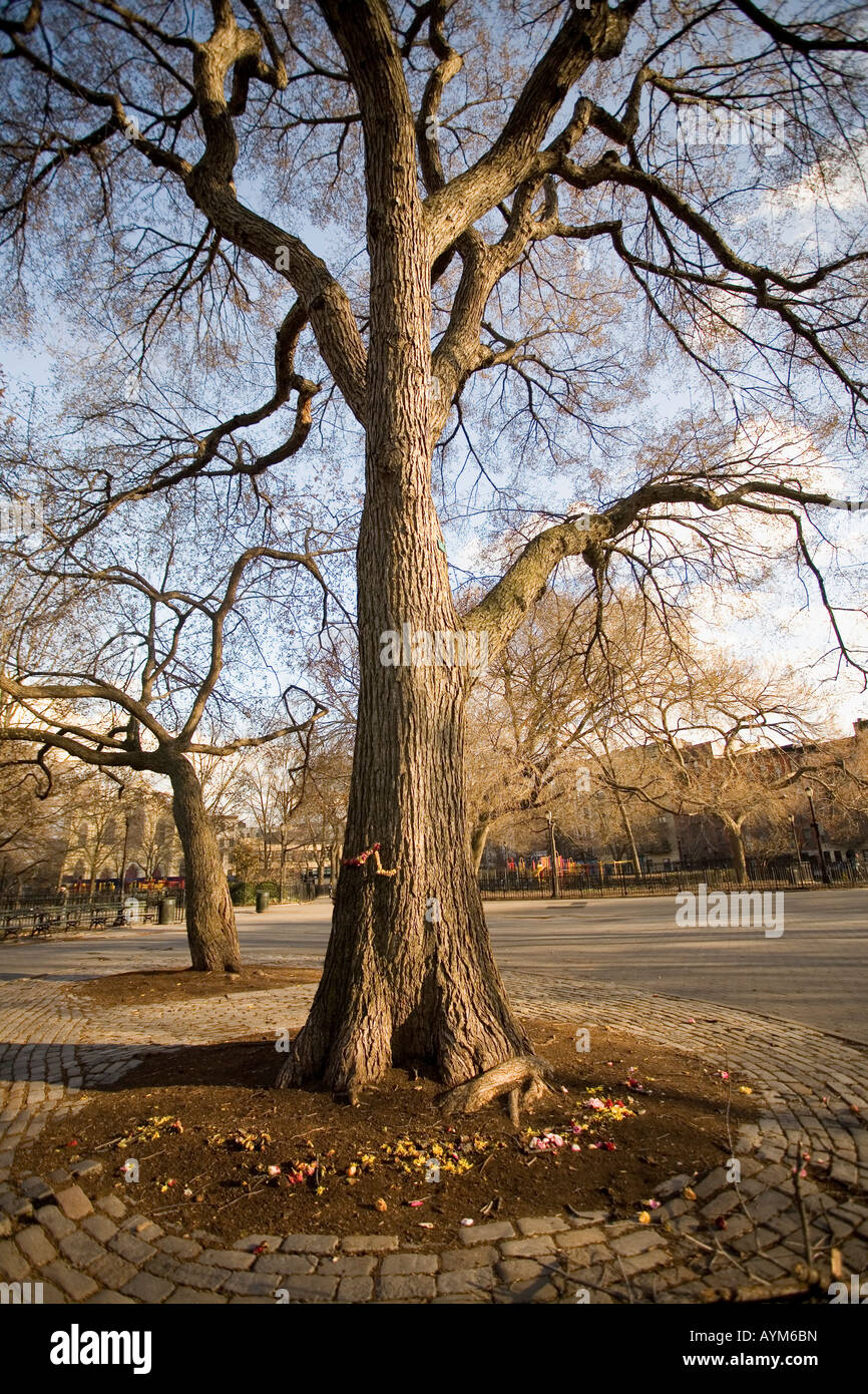 Hare Krishna Tree Tompkins Square Park 1966 elm tree first chanting outside India New York City east village Stock Photo