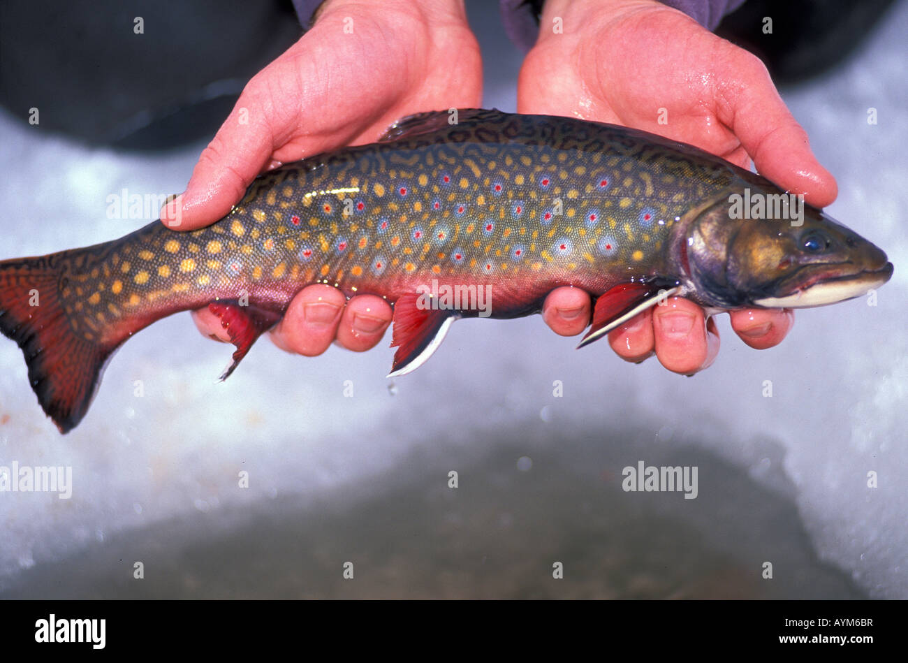 hands holding brook trout ice fishing Stock Photo