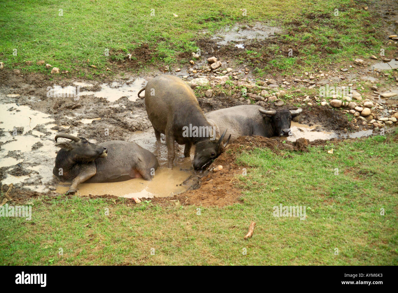 water buffalo wallowing in mud Stock Photo