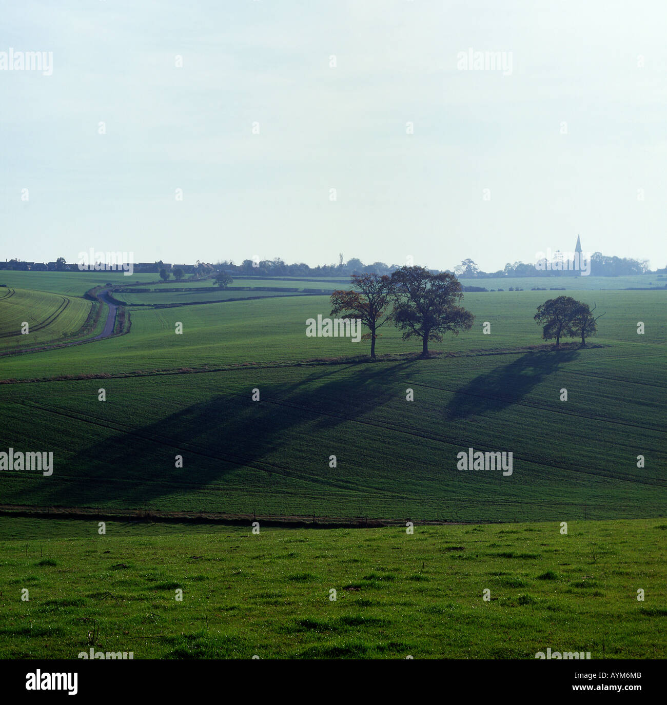 Wychwood forest oxfordshire hires stock photography and images Alamy