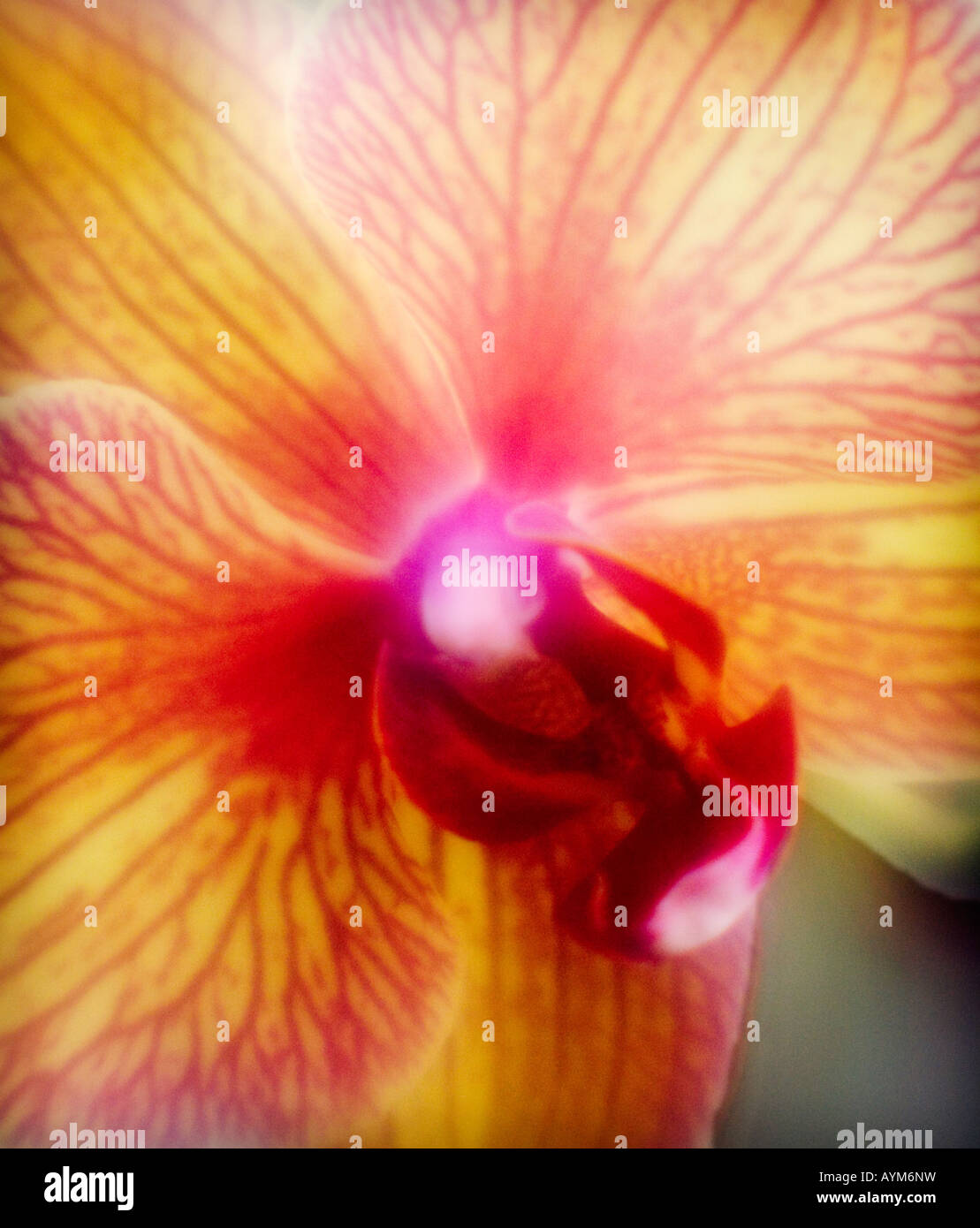 orchid phalaenopsis flower close-up Stock Photo