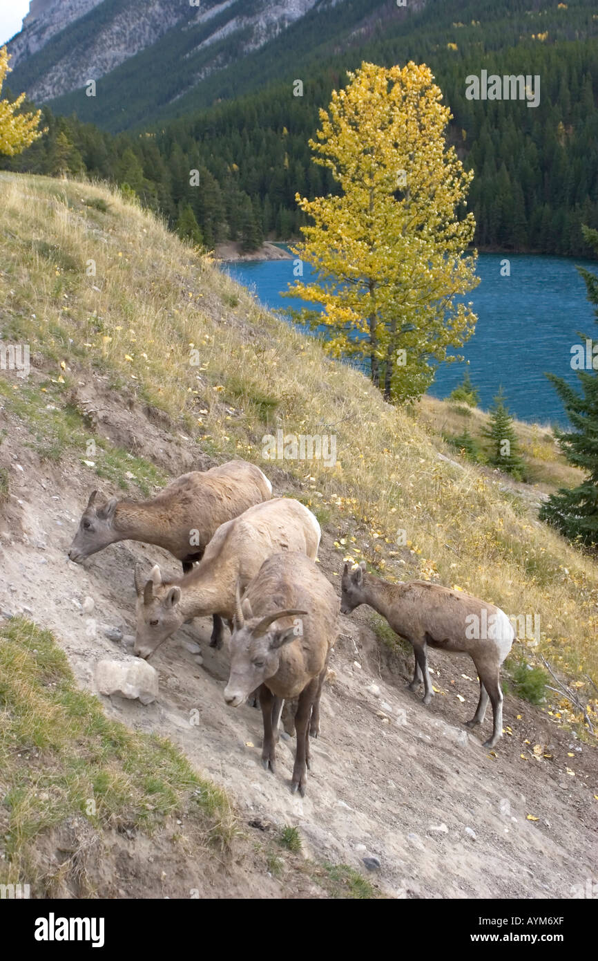 North american Bighorn Sheep grazing herd at mineral lick bannf national park canadian rockies