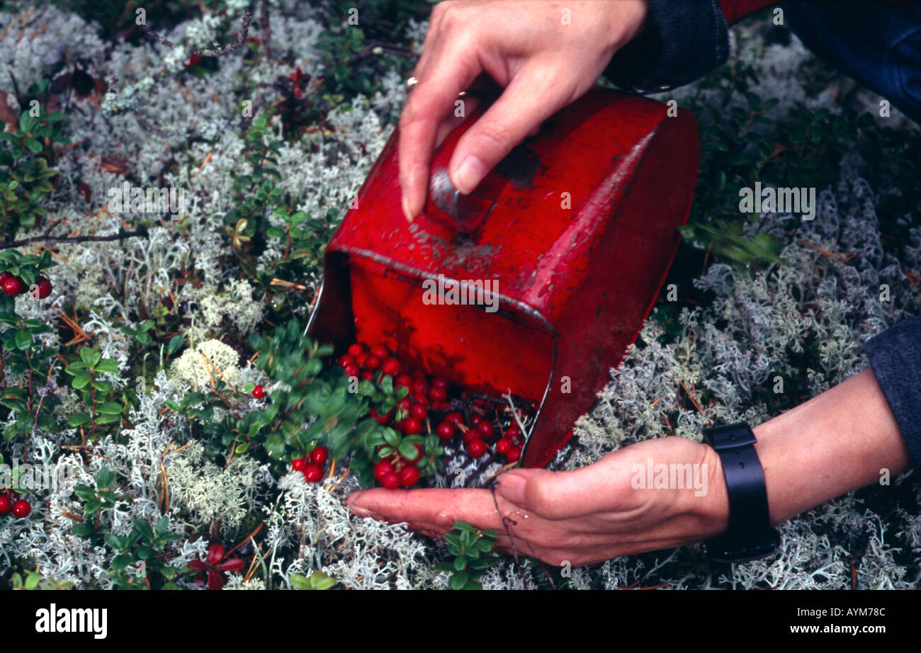 Cranberry picking Stock Photo