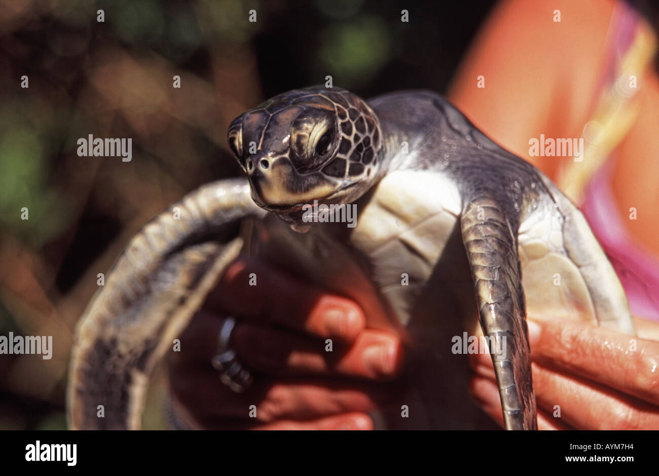 SRI LANKA. Leatherback turtle at the Bentota Sea Turtles Project on the