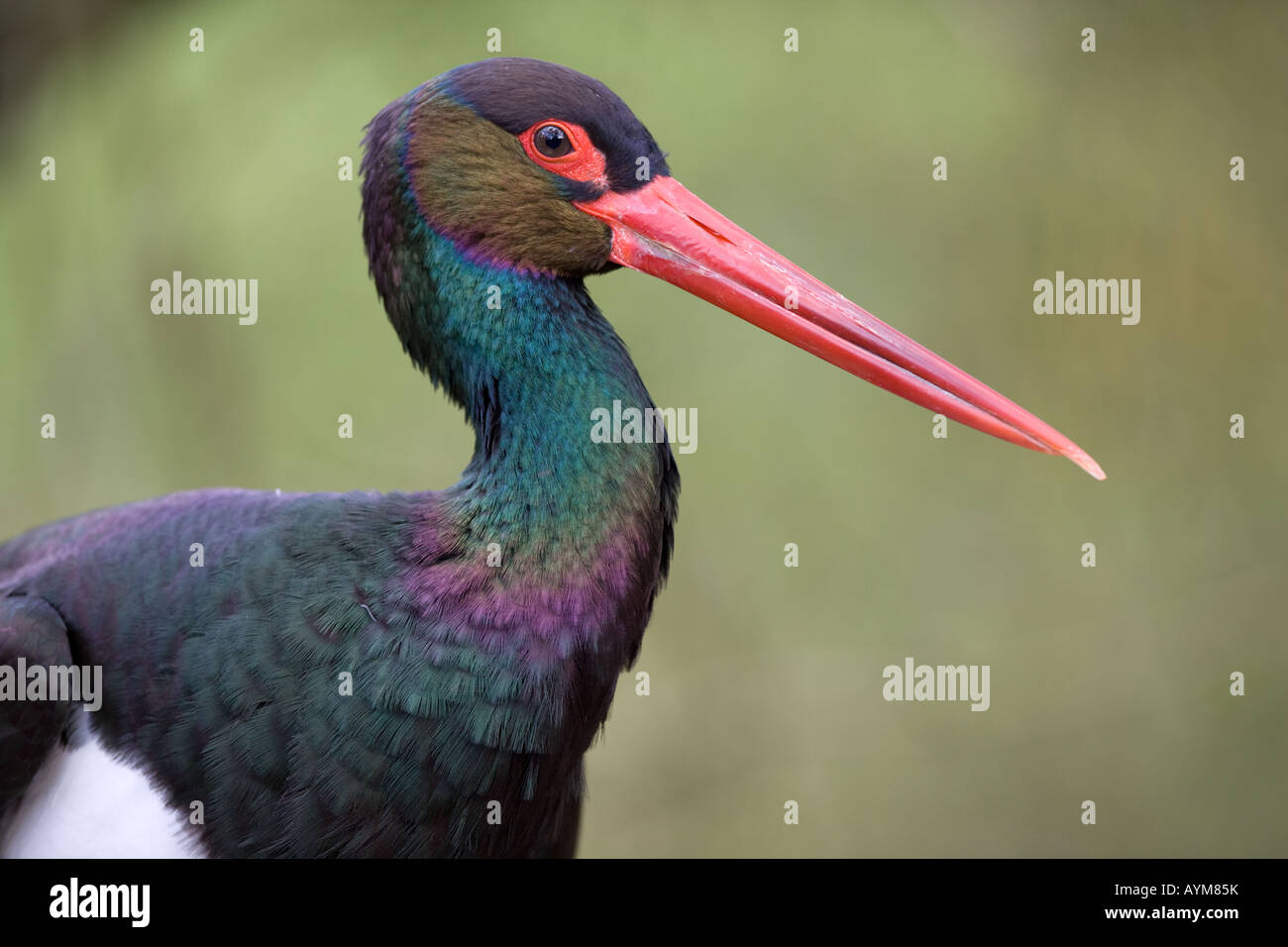 Black Stork - Ciconia nigra Stock Photo