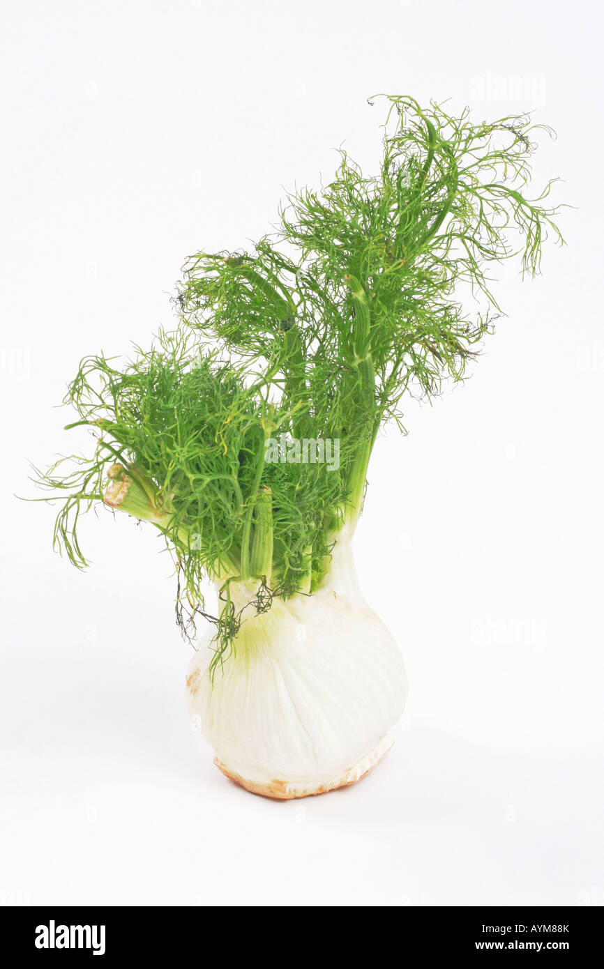 Fennel bulb with leaves Stock Photo Alamy